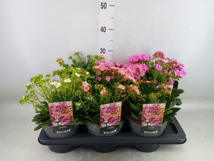 <h4>Lewisia 'Mountain Dreams' ...mix</h4>