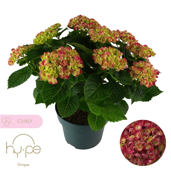 <h4>Hydrangea Curly Wurly Red 7+ | Hy-pe Unique</h4>