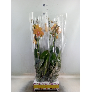 Phalaenopsis   ...