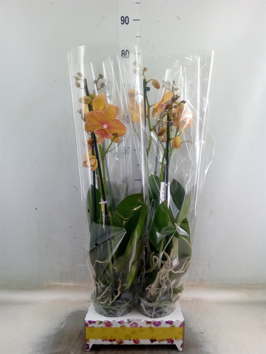<h4>Phalaenopsis   ...</h4>
