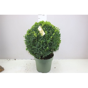 Buxus Semp X Bol 40+cm