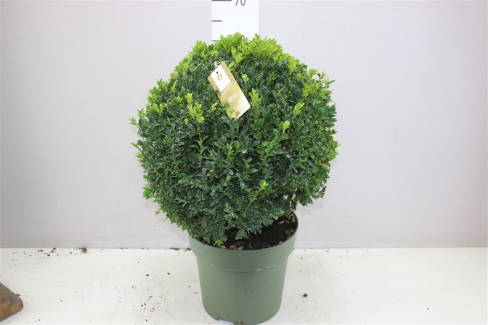 <h4>Buxus Semp X Bol 40+cm</h4>