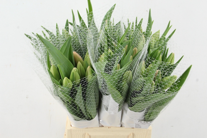 <h4>TU EN OLLIOULES</h4>