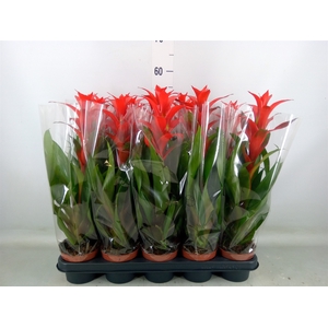 Guzmania  'Allura'