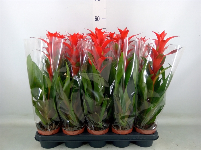 <h4>Guzmania  'Allura'</h4>