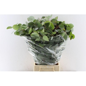 Euca Populus 300 Gram Extra Pt