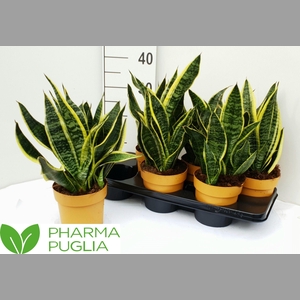 SANSEV FUTURA SUPERB