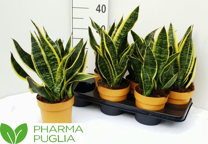 <h4>SANSEV FUTURA SUPERB</h4>