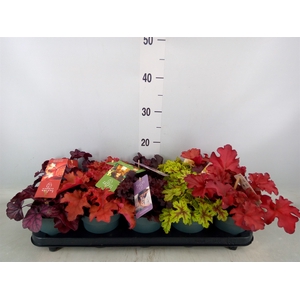 Heuchera  'Indian Summer'   ...mix