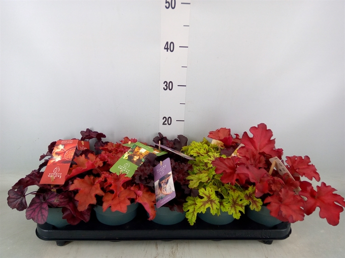 <h4>Heuchera  'Indian Summer'   ...mix</h4>