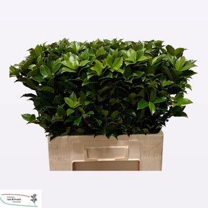 ILEX BL M BLU FANTAS