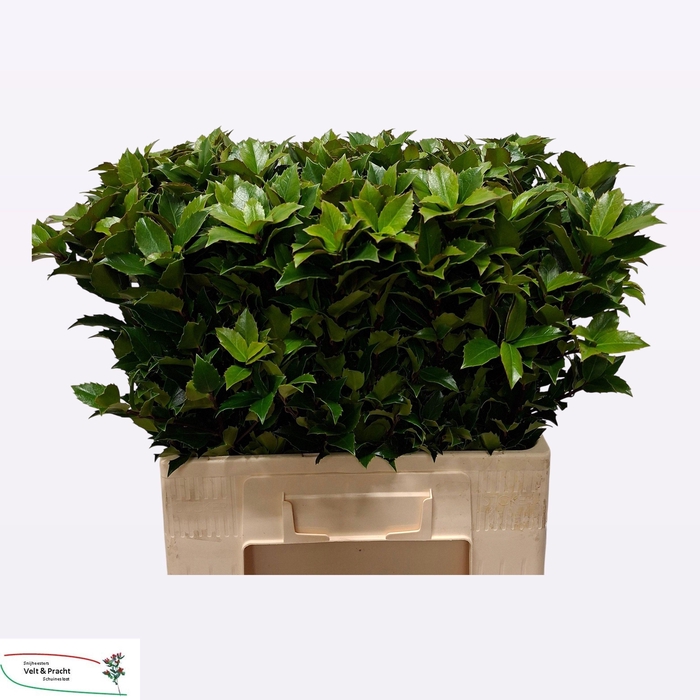 <h4>ILEX BL M BLU FANTAS</h4>