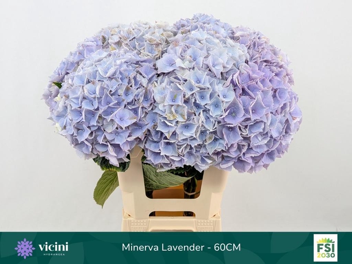 <h4>HYDR M MY MINERVA</h4>