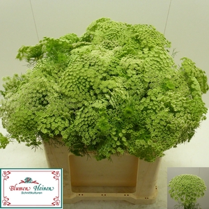 AMMI VISNAGA