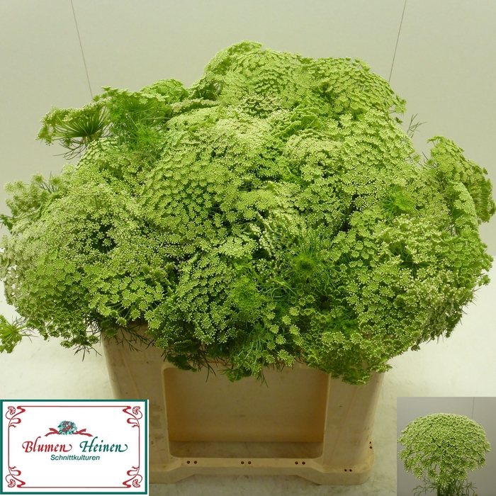 <h4>AMMI VISNAGA</h4>