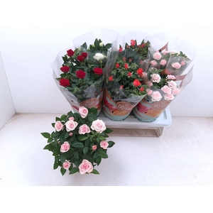 Rosa Favourite Roses gemengd 5 srtn