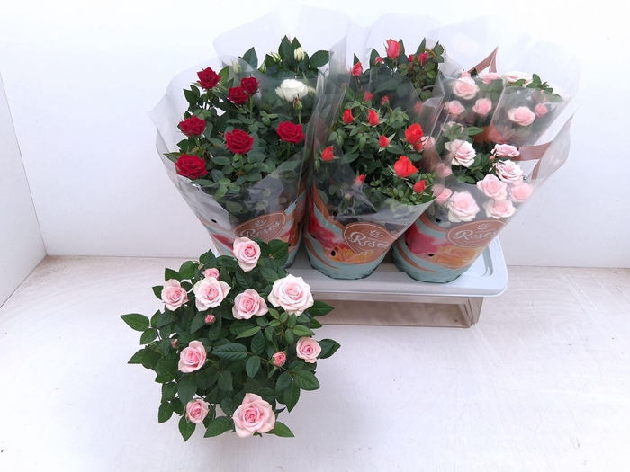 <h4>Rosa Favourite Roses gemengd 5 srtn</h4>
