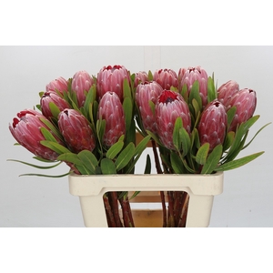 Protea Pink Ice