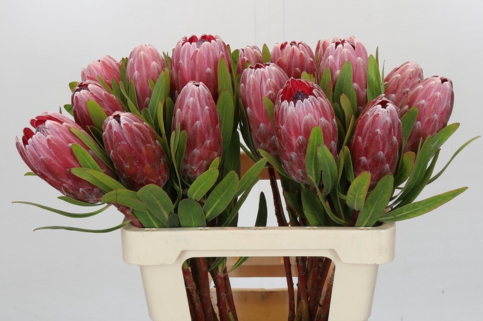 Protea Pink Ice