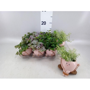 Arr.   Kamerplant Groen L%