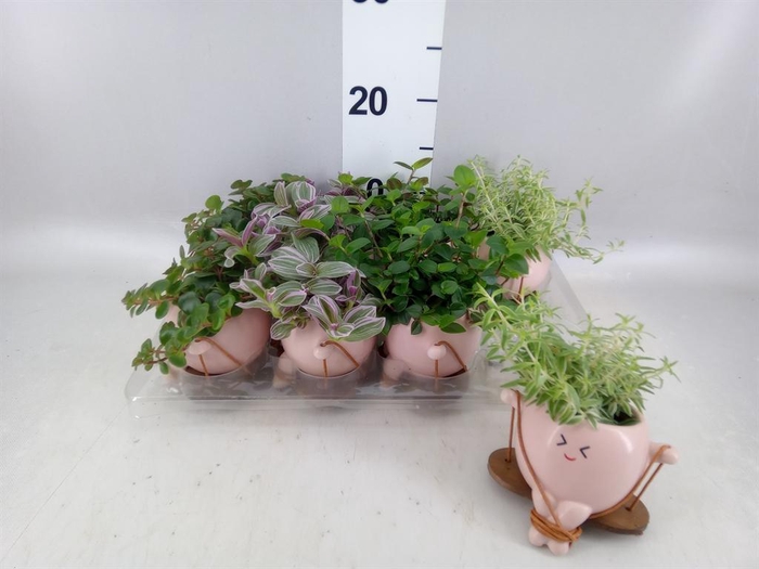 <h4>Arr.   Kamerplant Groen L%</h4>