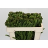 Kaaps Groen Albigreen