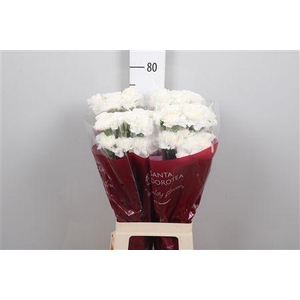 Di St Moonlight White