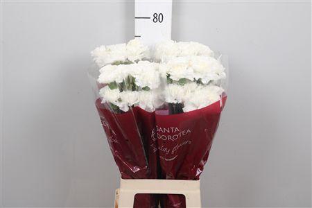 <h4>Di St Moonlight White</h4>