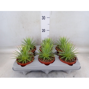 Agave stricta 'Nana'