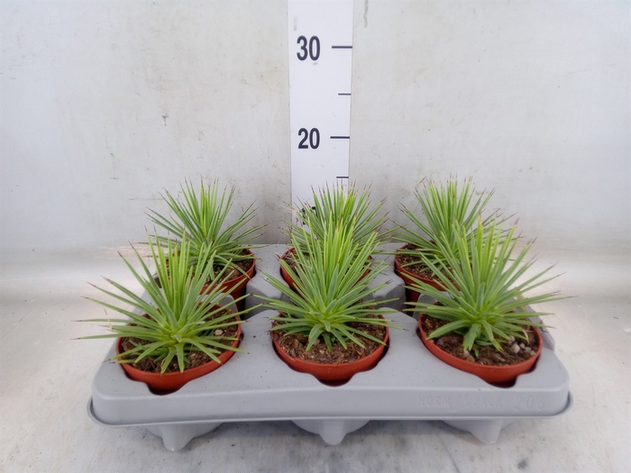<h4>Agave stricta 'Nana'</h4>