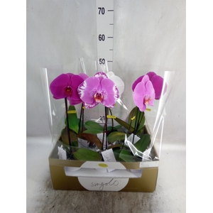 Phalaenopsis   ...mix