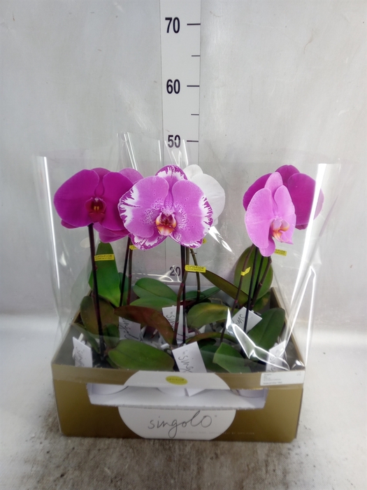 <h4>Phalaenopsis   ...mix</h4>