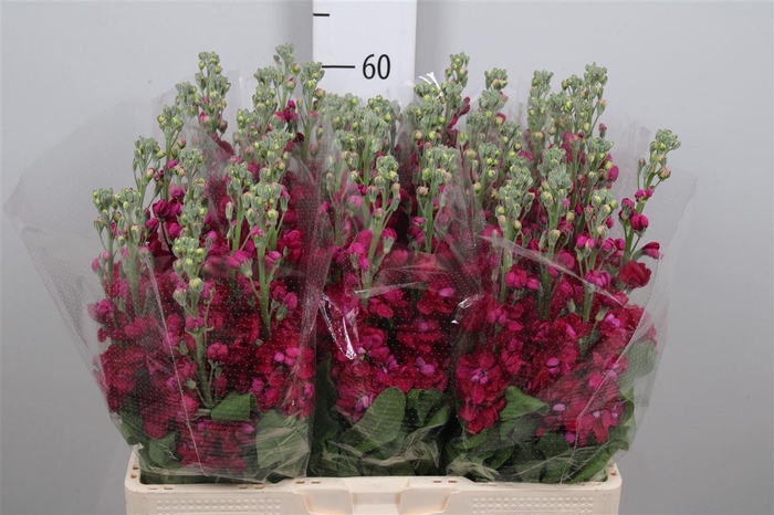 <h4>Matth Francesca</h4>