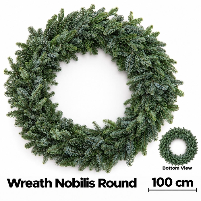 <h4>Abies Nobilis Blauw</h4>