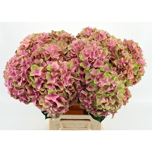 Hydr M Magical Tender Love