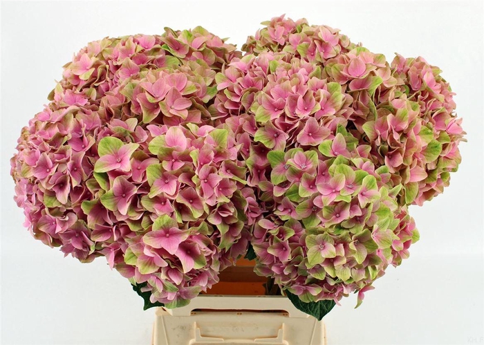 <h4>Hydr M Magical Tender Love</h4>