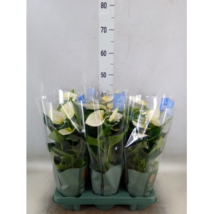 Anthurium  'Karma White'