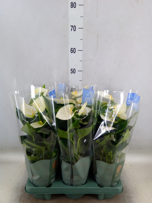 <h4>Anthurium  'Karma White'</h4>