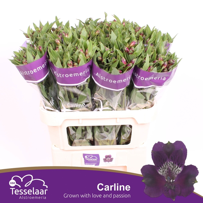 <h4>Alstroemeria Carline</h4>