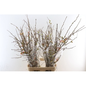 Chaenomeles Superba Dark 120cm