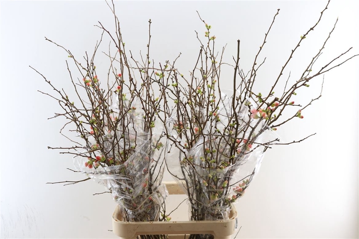 <h4>Chaenomeles Superba 160cm</h4>