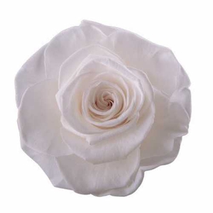 Rose Magna Princess White