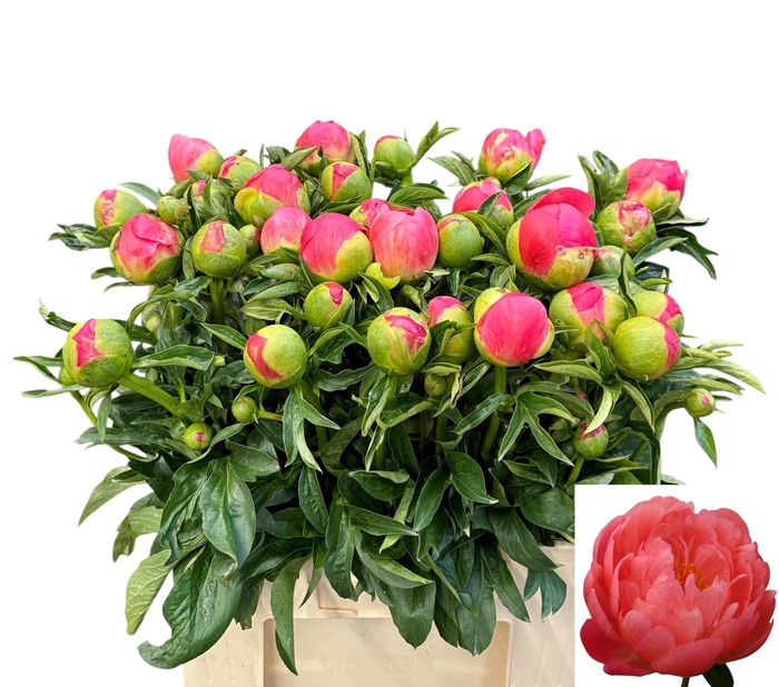 <h4>PAEO CORAL SUNSET</h4>