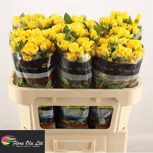 Rosa spray yellow babe