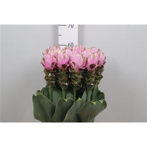 Curc Al Siam Shad Pi