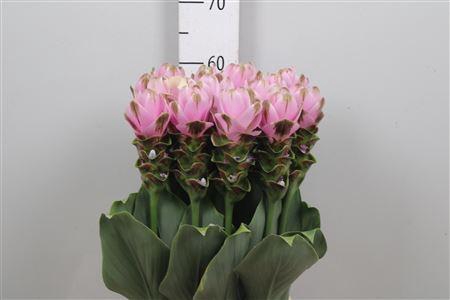 <h4>Curc Al Siam Shad Pi</h4>