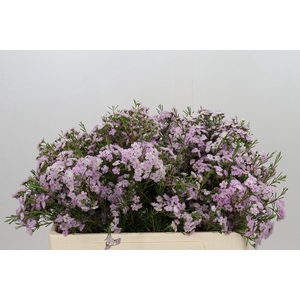 Chamelaucium Dancing Queen