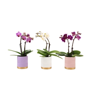 Groovy Pastel Mix Tiny Dolls Mix 2T10+ Aqu@