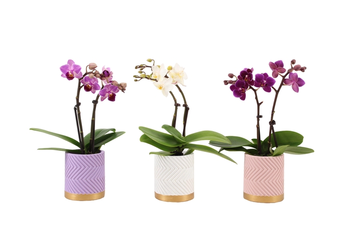 <h4>Groovy Pastel Mix Tiny Dolls Mix 2T10+ Aqu@</h4>