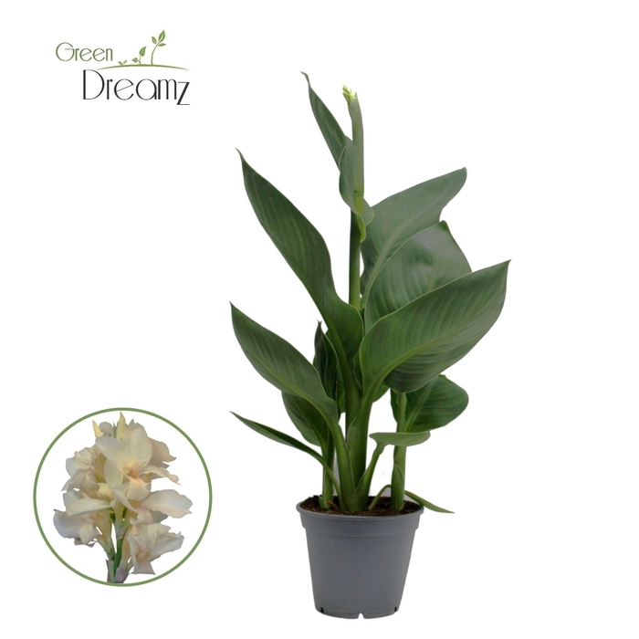 <h4>Canna Alaska p 17</h4>